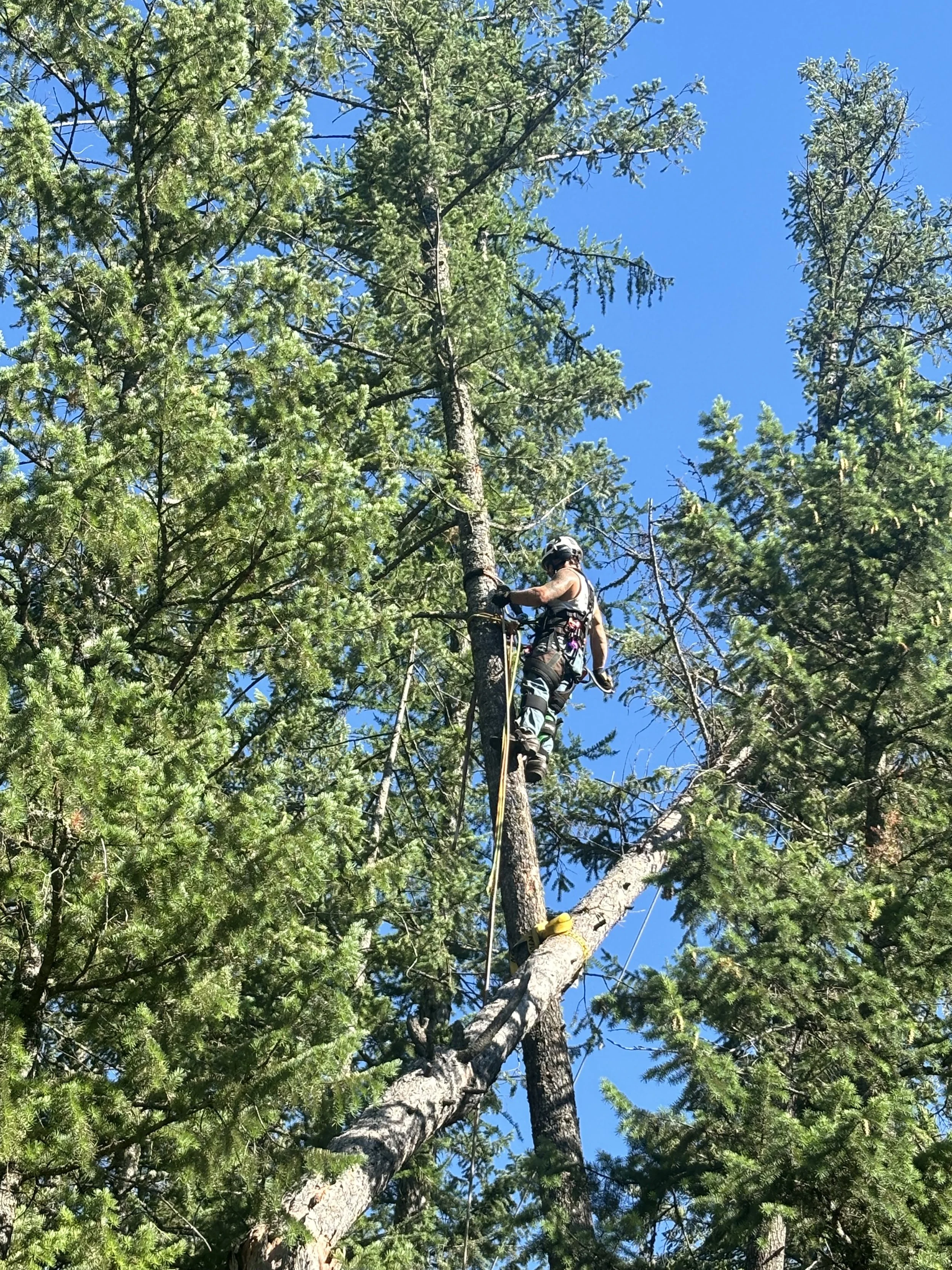 Hazard Tree Removal