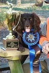 Congratulation+to+Devon+Ruth+and+UH+HRCH+Amanda+of+Pocotaligo+MH+2011+BSS+National+Open+Upland+Champion+2.jpg