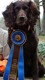 Congratulation+to+Devon+Ruth+and+UH+HRCH+Amanda+of+Pocotaligo+MH+2010+BSS+National+Open+Upland+Champion.jpg