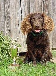 Marley 2001-2002 Carolina Boykin Spaniel Puppy of the Year Owned by Dr. Wade Collins and handled by Kim Parkman.jpg