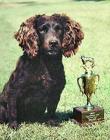 Dawkin's Pocotaligo Mojo.jpg