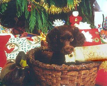 xmaspup.jpg