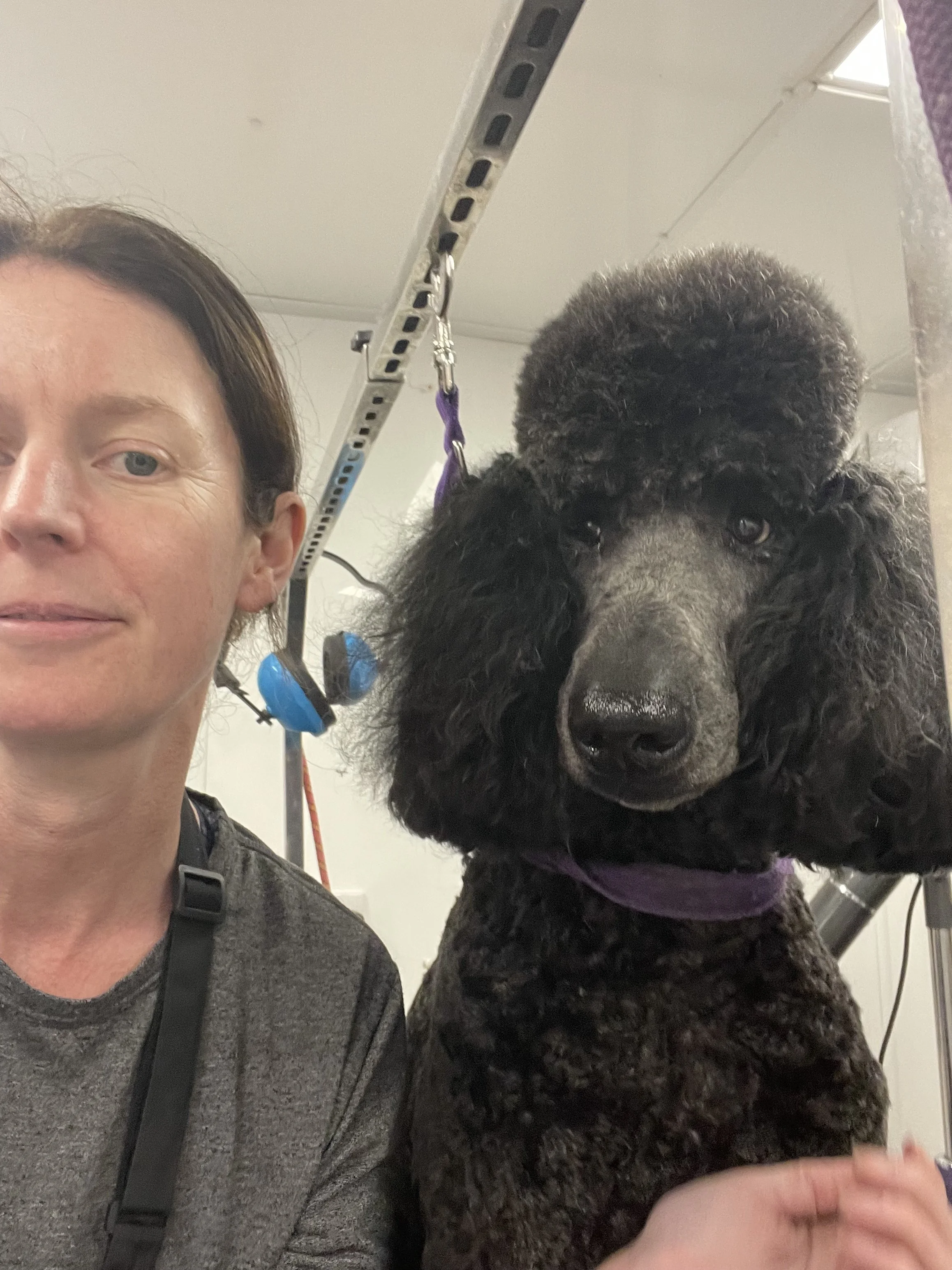 Dog Grooming