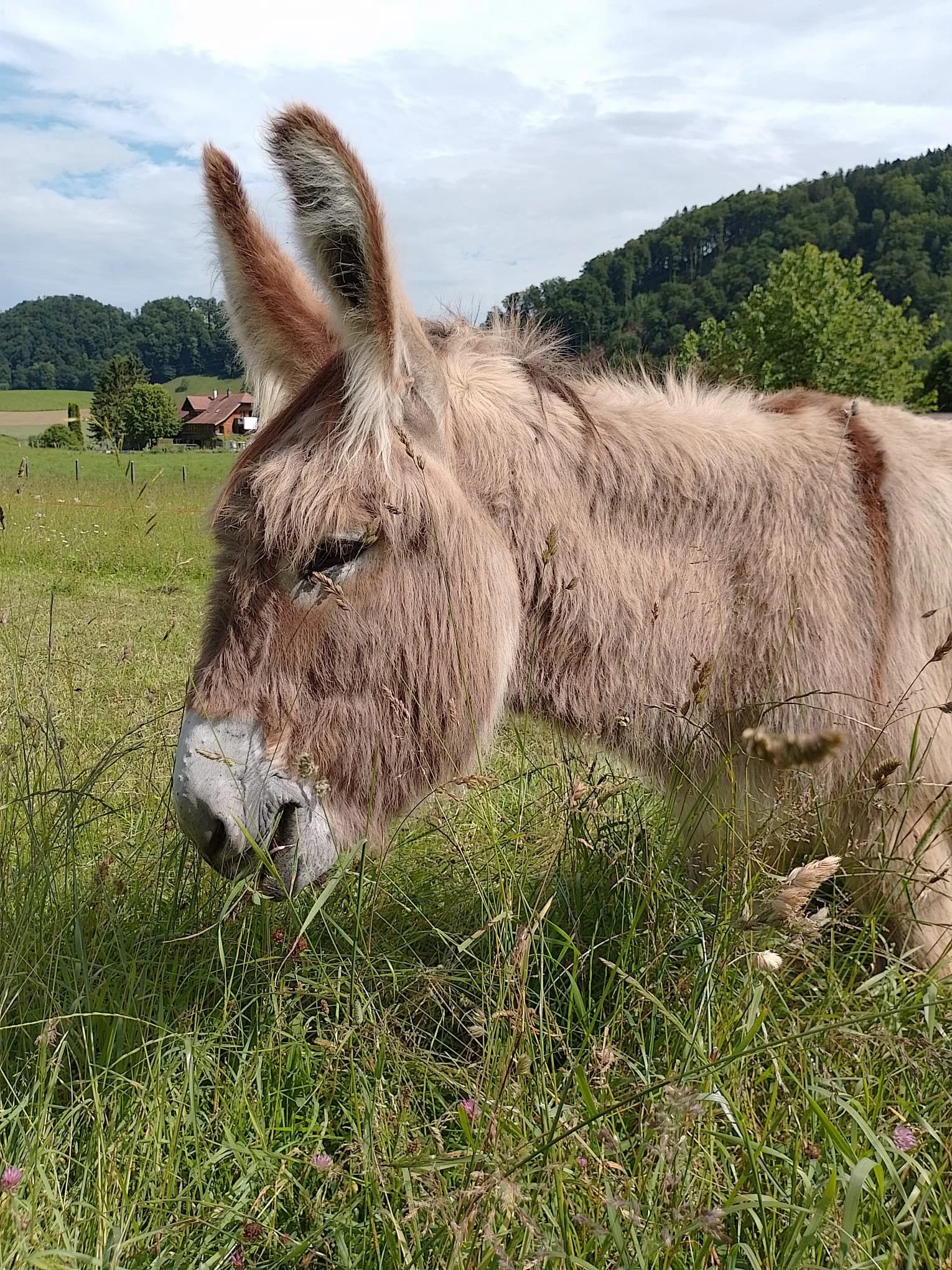 Esel Lasco am grasen