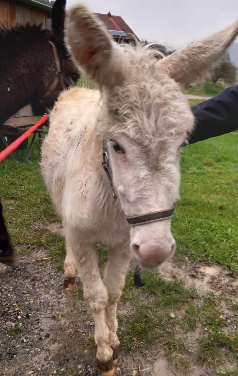 Schlechter Allgemeinzustand Esel