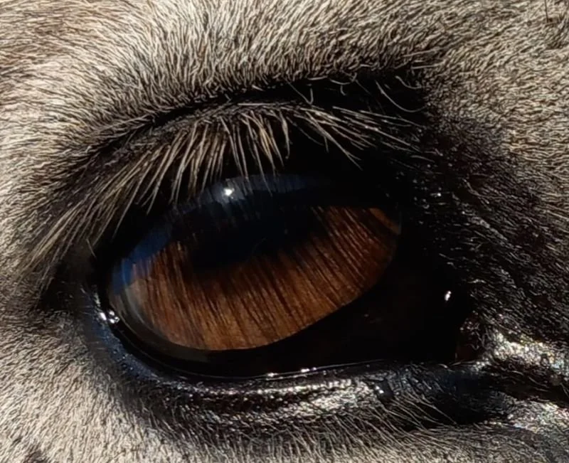 Augen auf beim Eselkauf