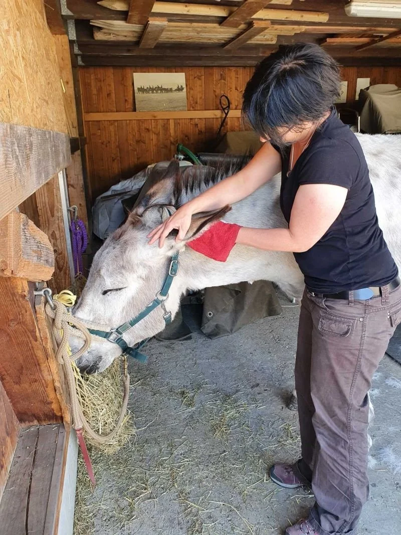 Eselhaltung und Fütterung