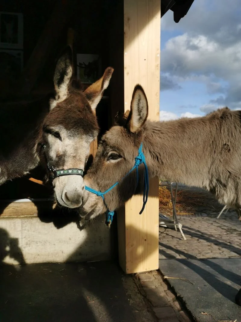 Zwei Eselstuten am kuscheln in der Sonne