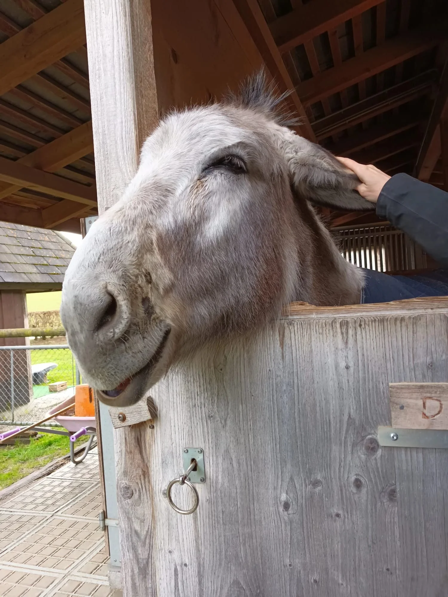Esel wird gestreichelt