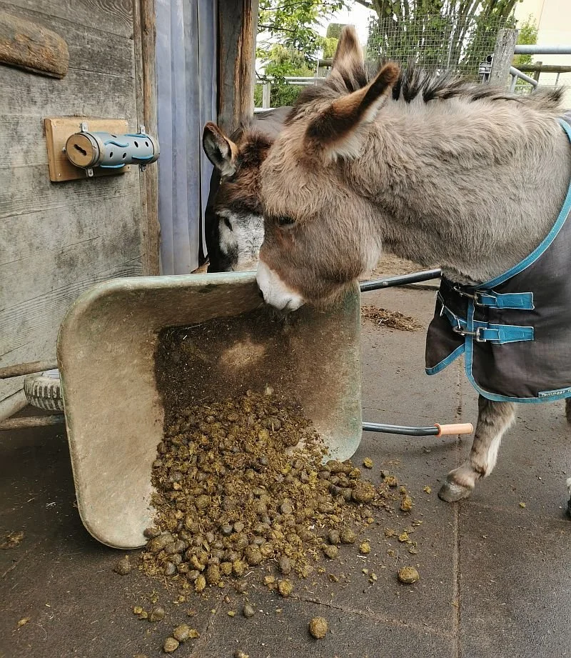 Eselgrundausbildung und Bodenarbeit