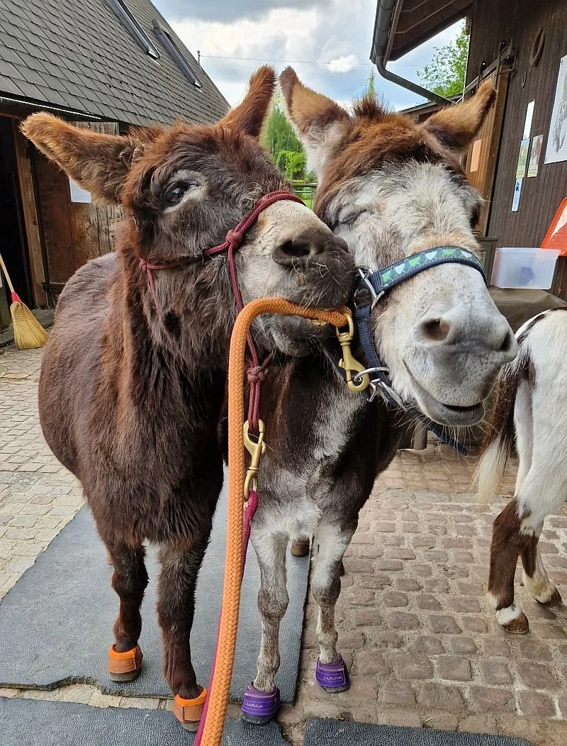 Zwei Esel, die am gleichen Strick ziehen