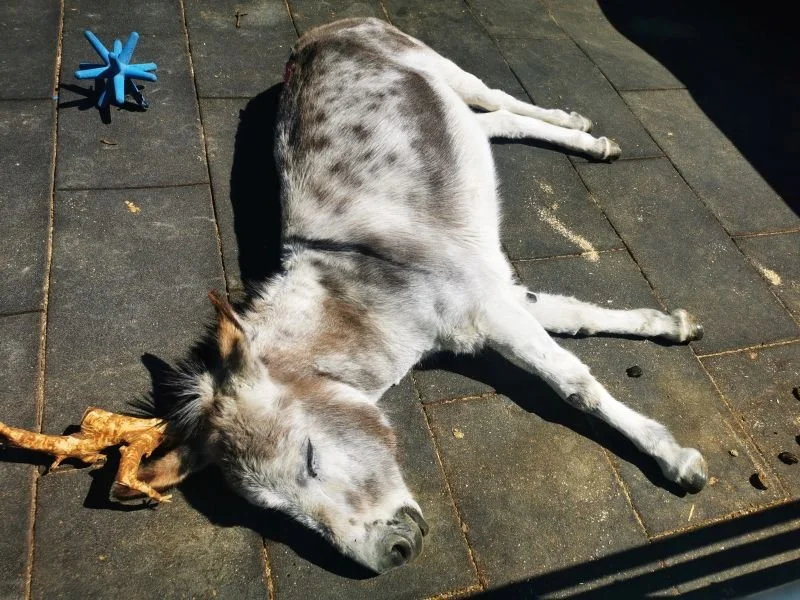 Grosser weisser Esel liegt schlafend am Boden