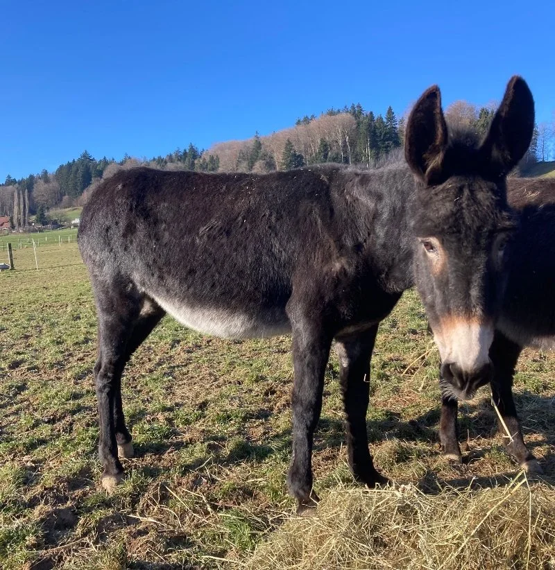 Esel Morita auf der Weide