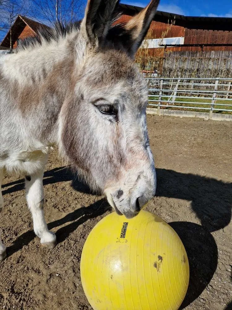 Esel mit gelbem Ball