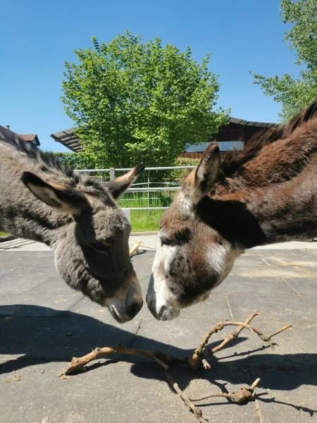 Zwei Esel mit Kopf liebevoll zueinander
