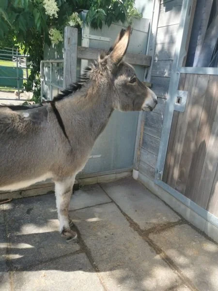 Esel vor dem Stall am warten