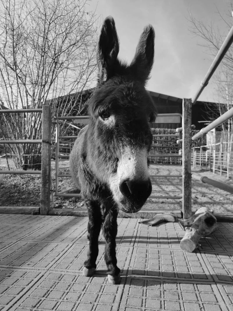 Trauerbild verstorbener Esel