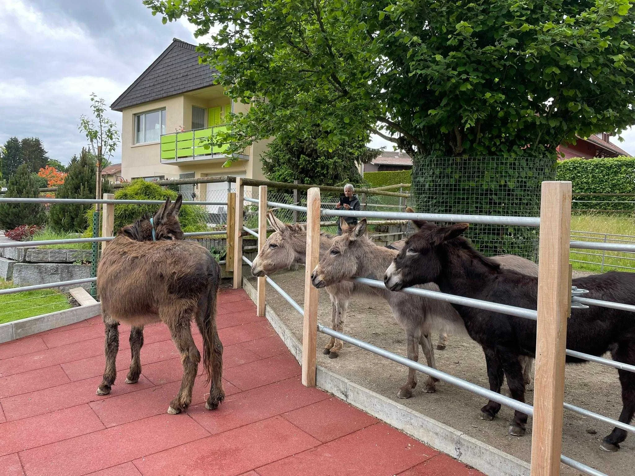 Esel im Gehege begrüssen sich