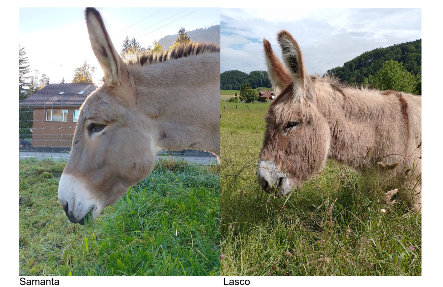 Esel Samanta und Lasco