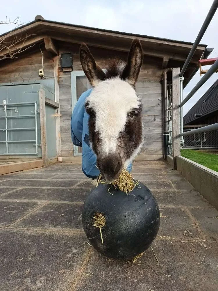 Esel Peppino am Heu fressen aus einem schwarzen Ball
