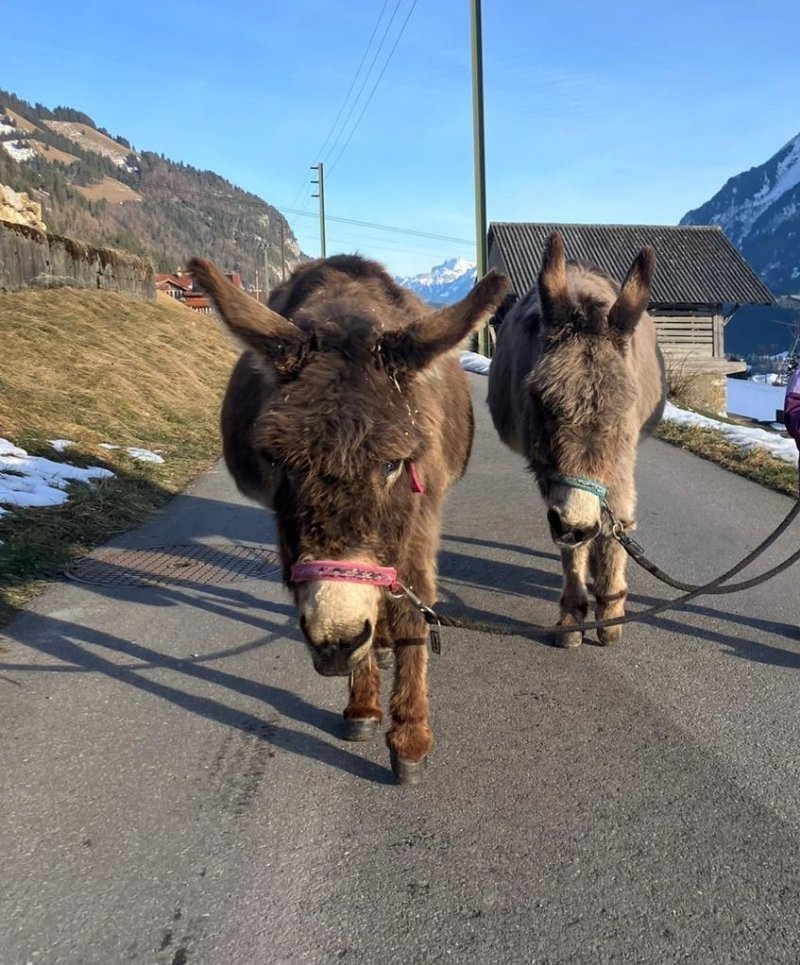 Zwei zu vermittelnde Esel am Spazieren