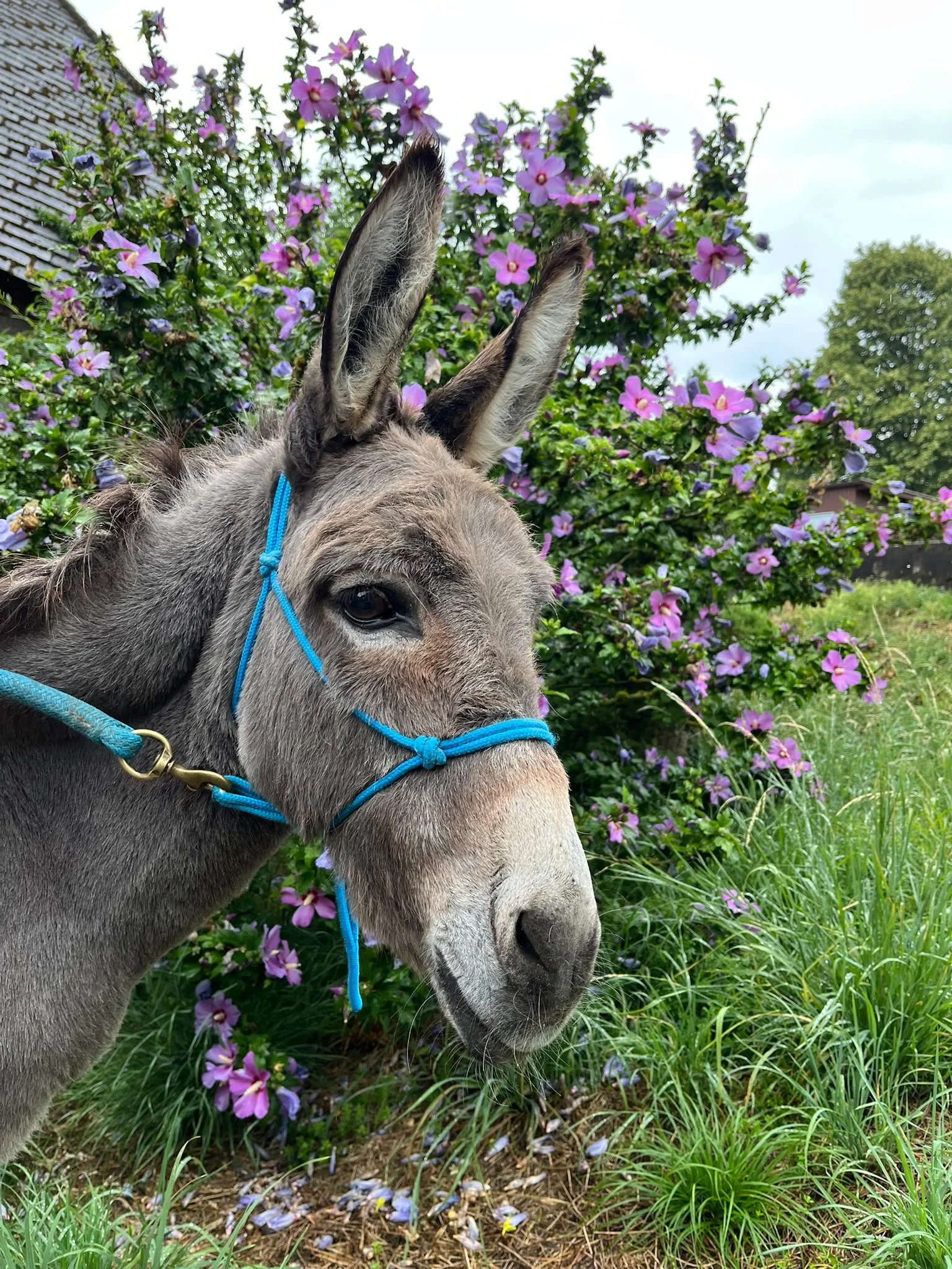 Nahaufnahme eines Esels mit grauem Fell und blauer Zaum vor bunten Blumen und grünem Gras im Freien