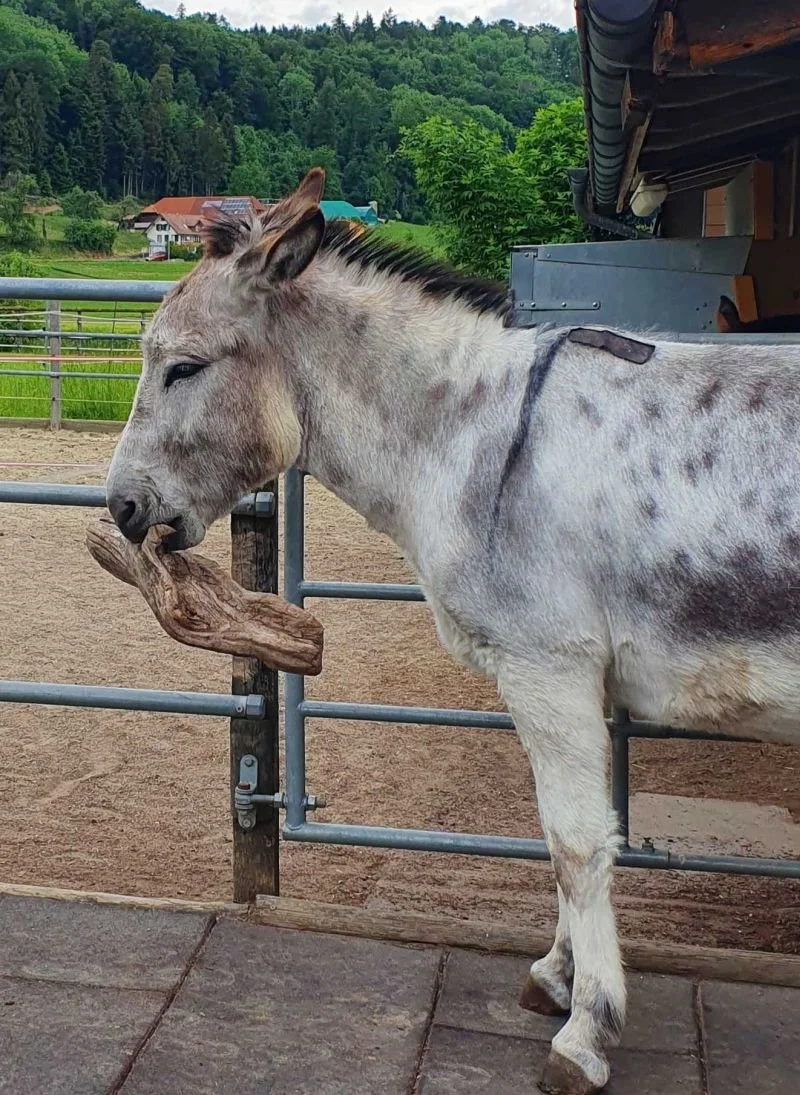 Esel mit Ast am knabbern