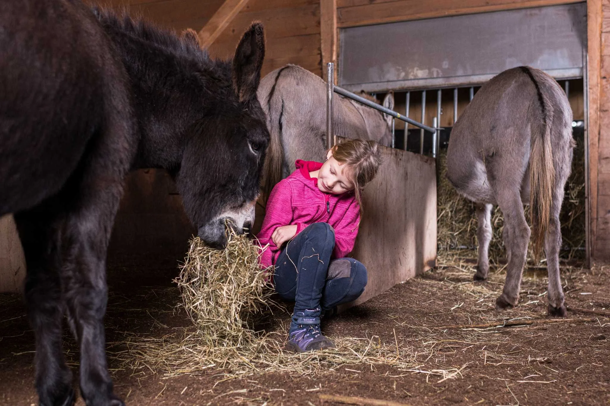 Junges Mädchen füttert Esel mit Heu