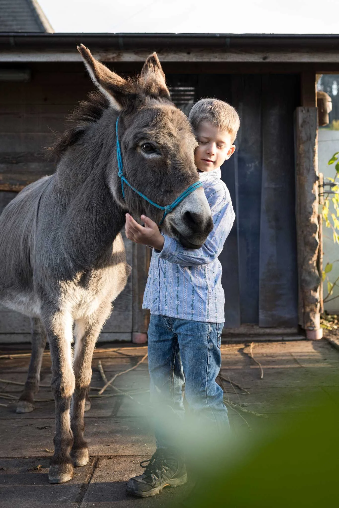 Junger Knabe liebkost Esel