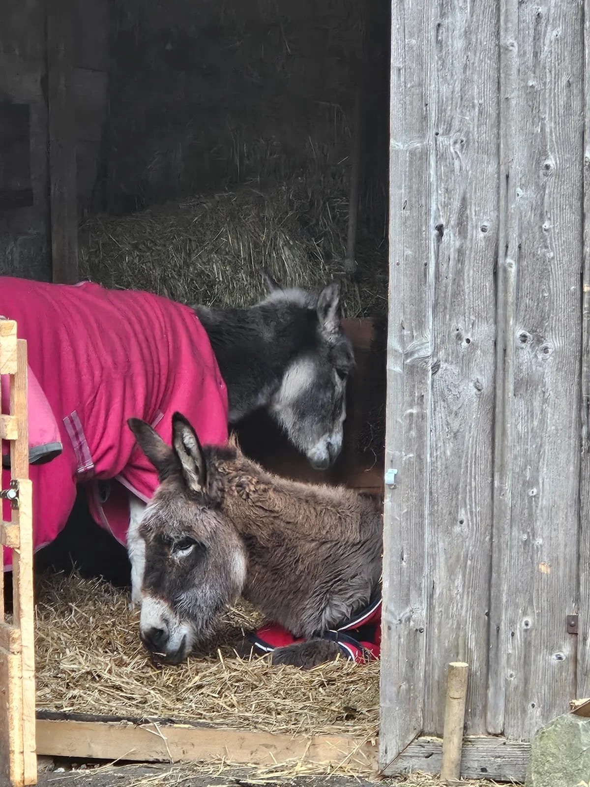 Zwei Esel am ausruhen