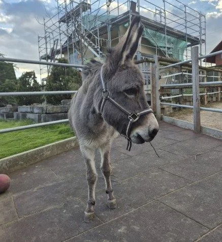 Patenesel im Potrait