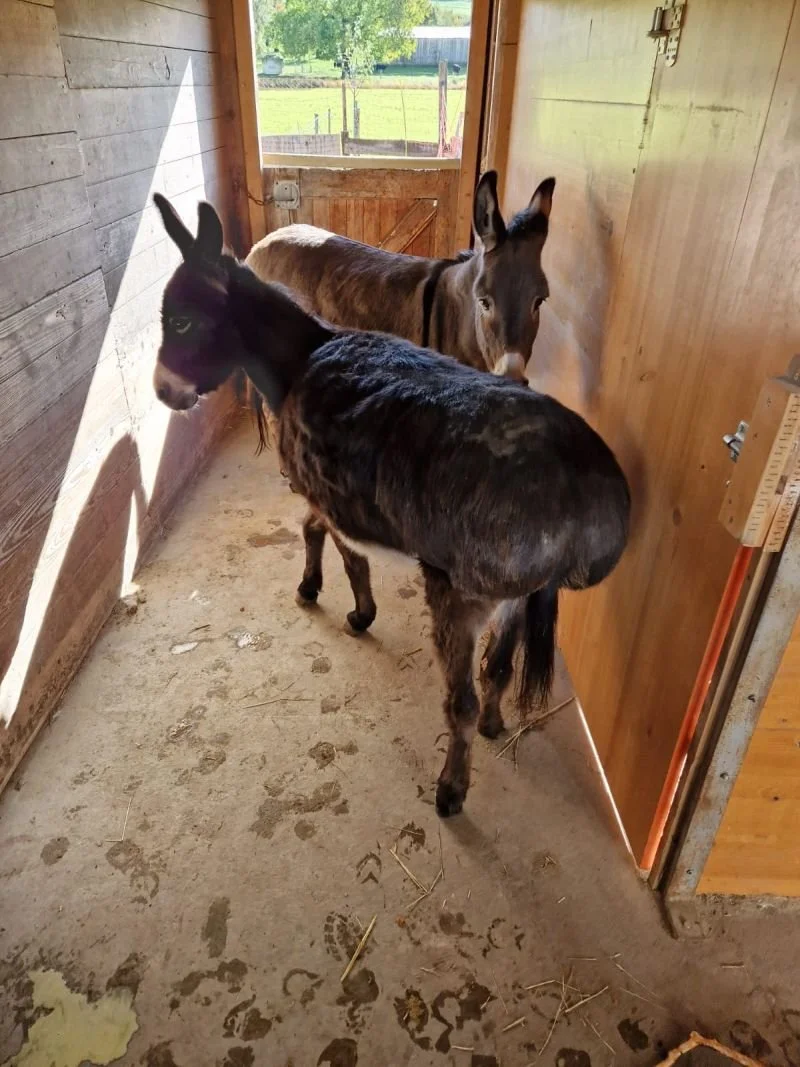 Überfütterte Esel und schlechter Untergrund 
