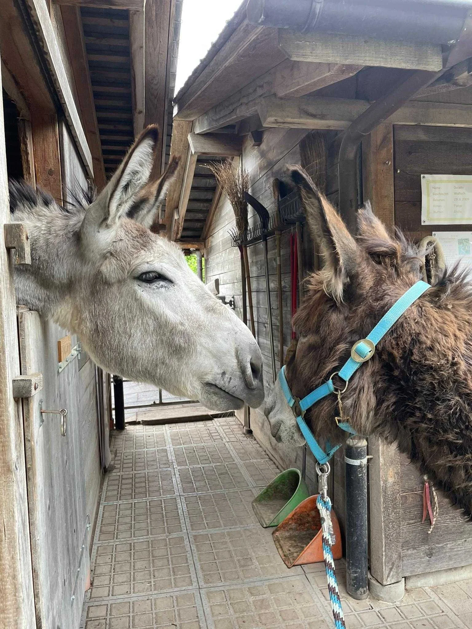 Grossesel begrüsst kleineren Esel