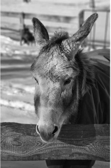 Trauerbild Esel