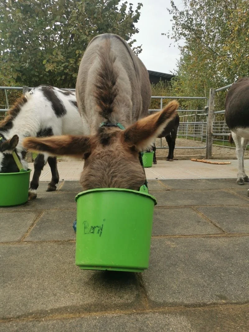 Esel mit Futtertrog um die Ohren am Fressen