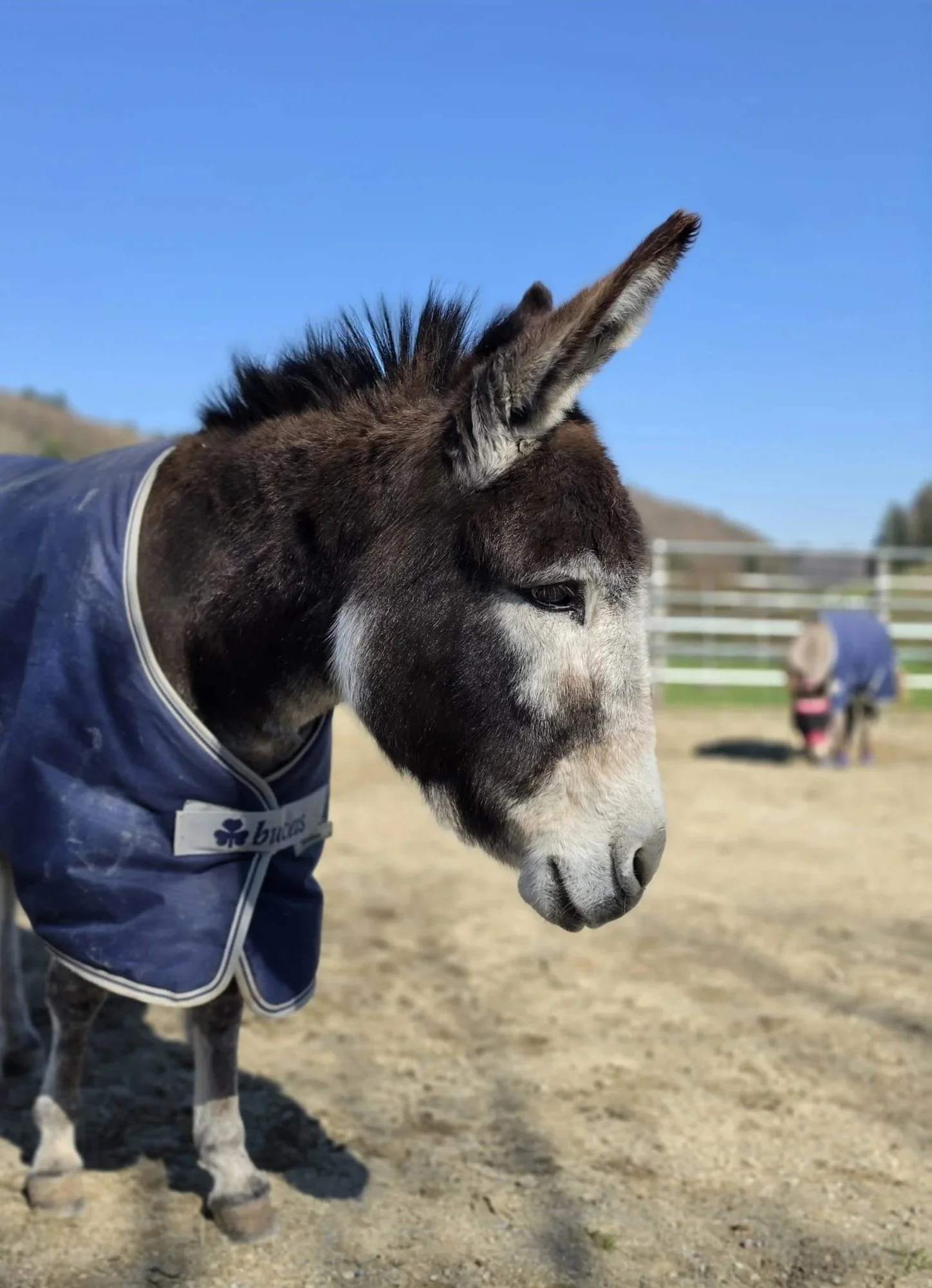 Die Eselin Carina bei sonnigem Himmel.