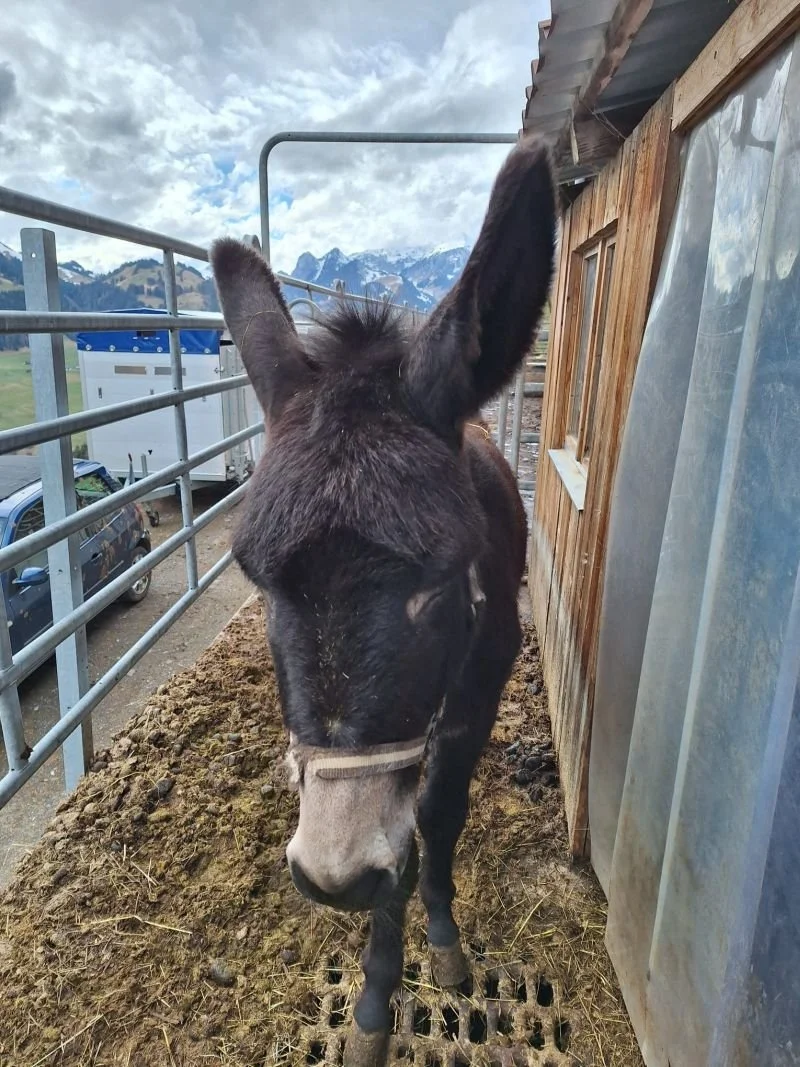 Kaum Platz für Esel zum Drehen