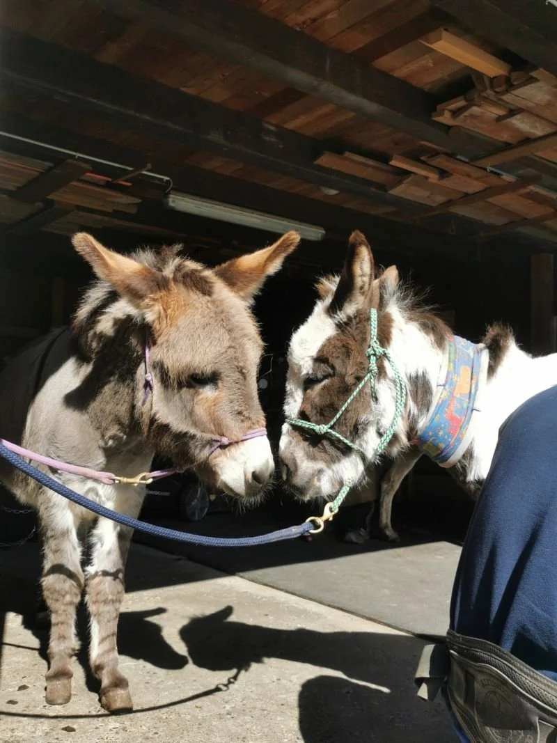 Zwei Hausesel beschnuppern sich