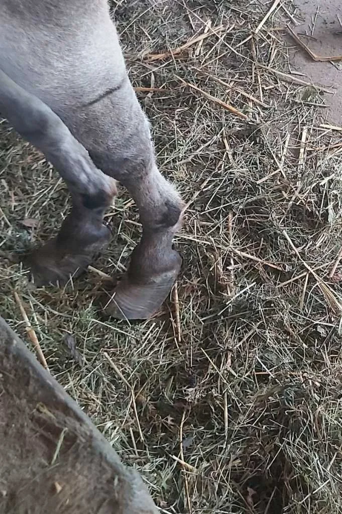 Schlimme Hufe bei Esel