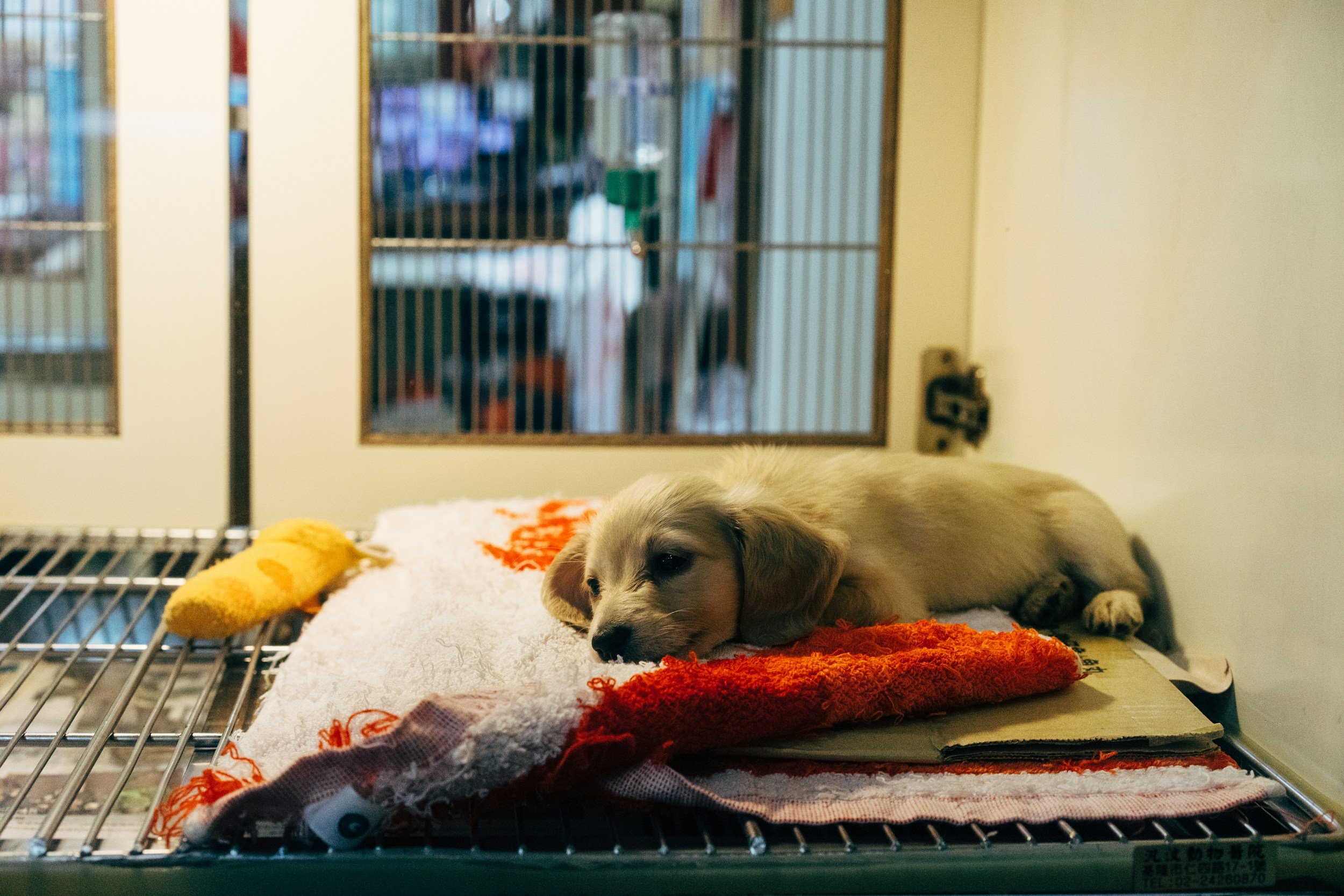 A small puppy lying on a towel and cardboard inside a cage with metal bars, with a yellow toy nearby and a closed door in the background.