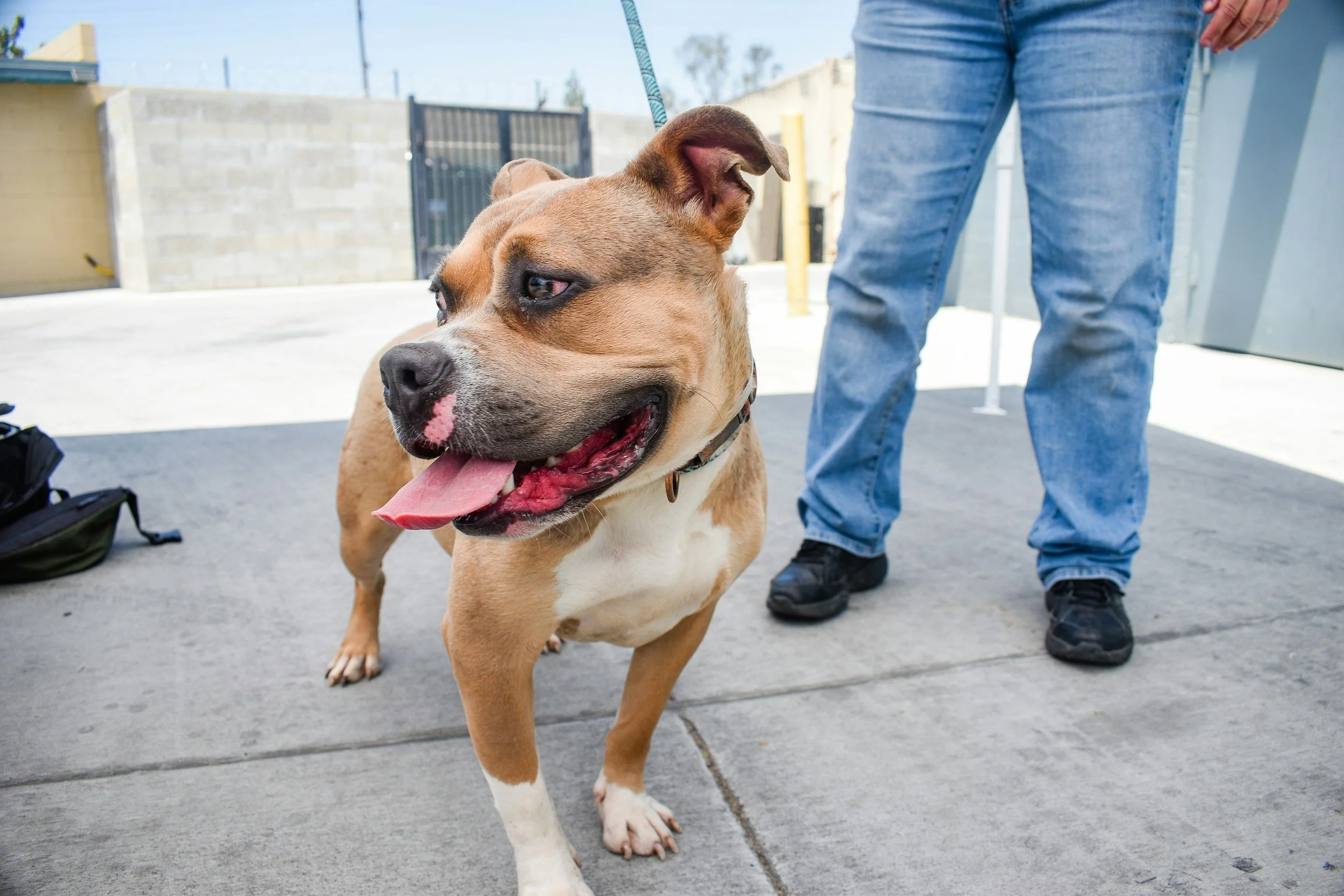 A happy brown and white dog with a pink nose standing on a sidewalk, with a person wearing blue jeans and black shoes partially visible behind it.
