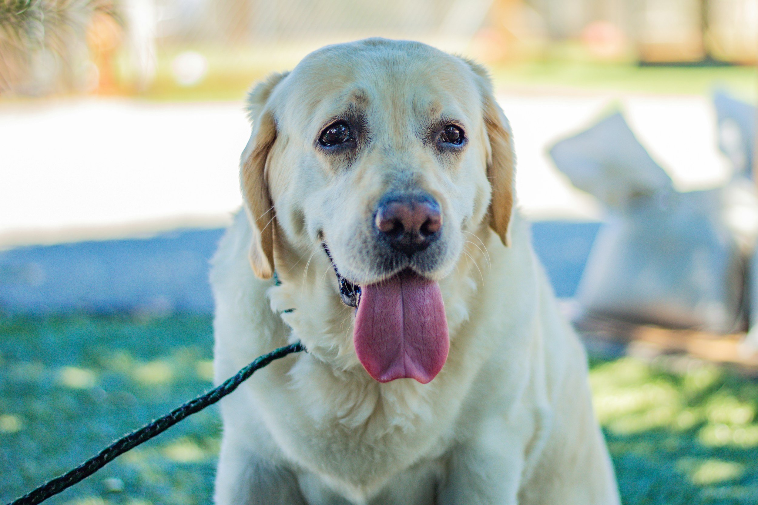 Close-up of a happy yellow Labrador retriever with its tongue out sitting outdoors with blurred background.