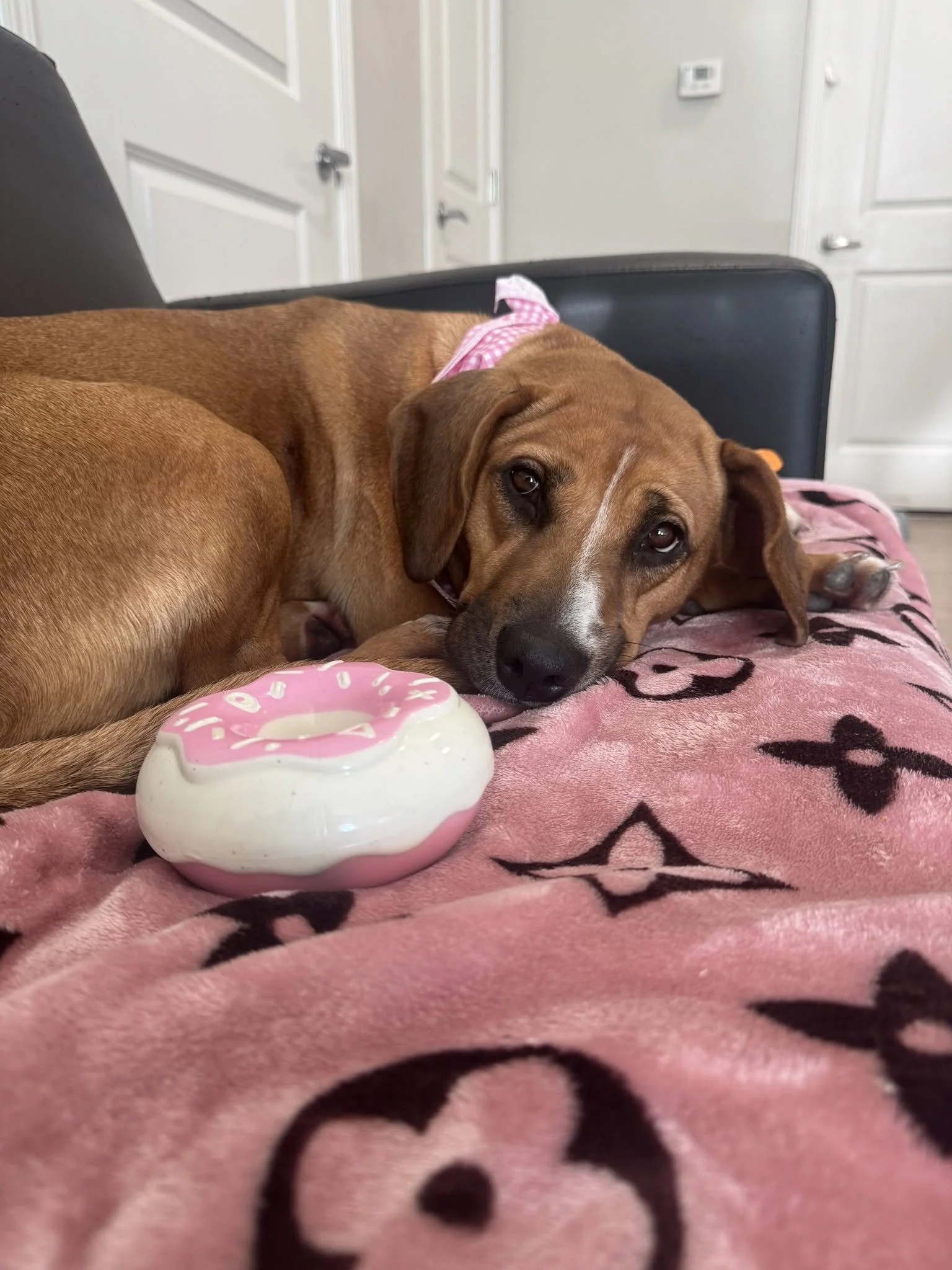Elowen - ADOPTED! Received her first HW Treatment through the Foundation