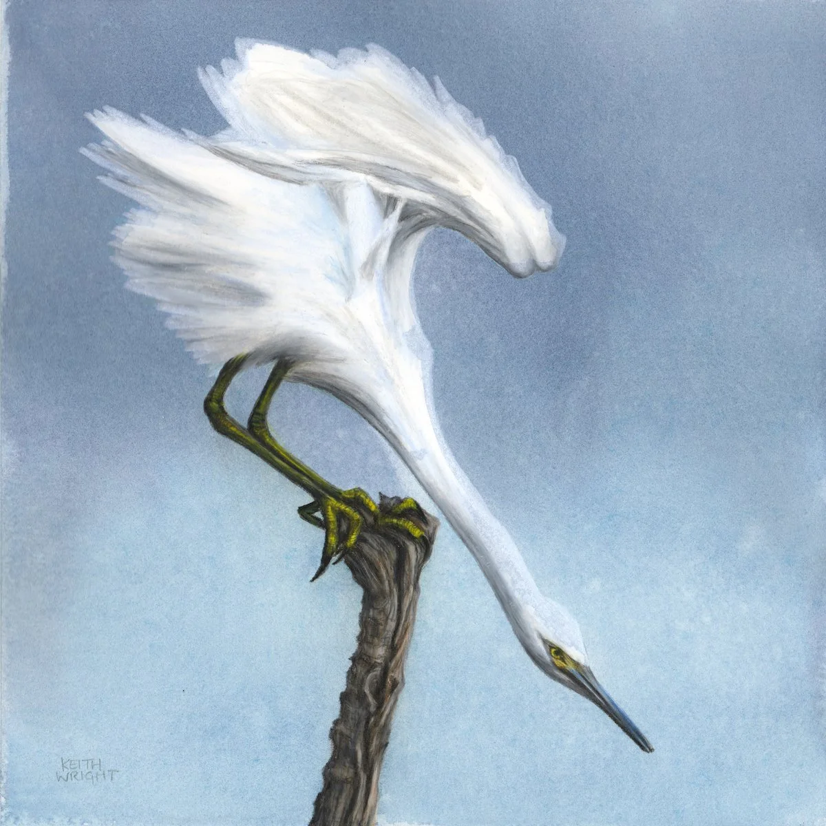 Little Egret copy.JPG