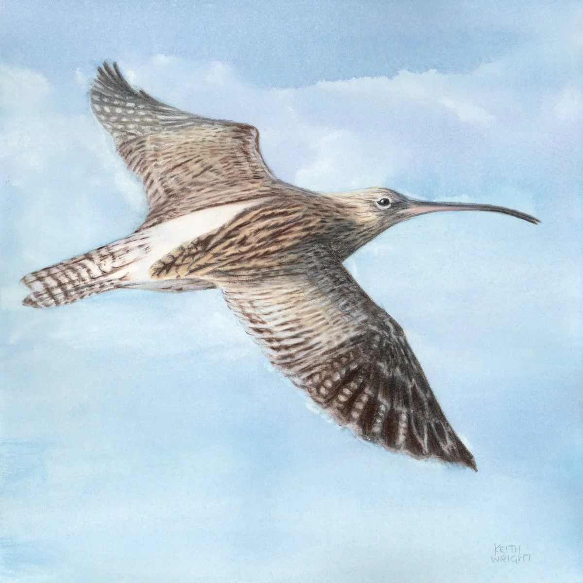 Curlew copy.JPG