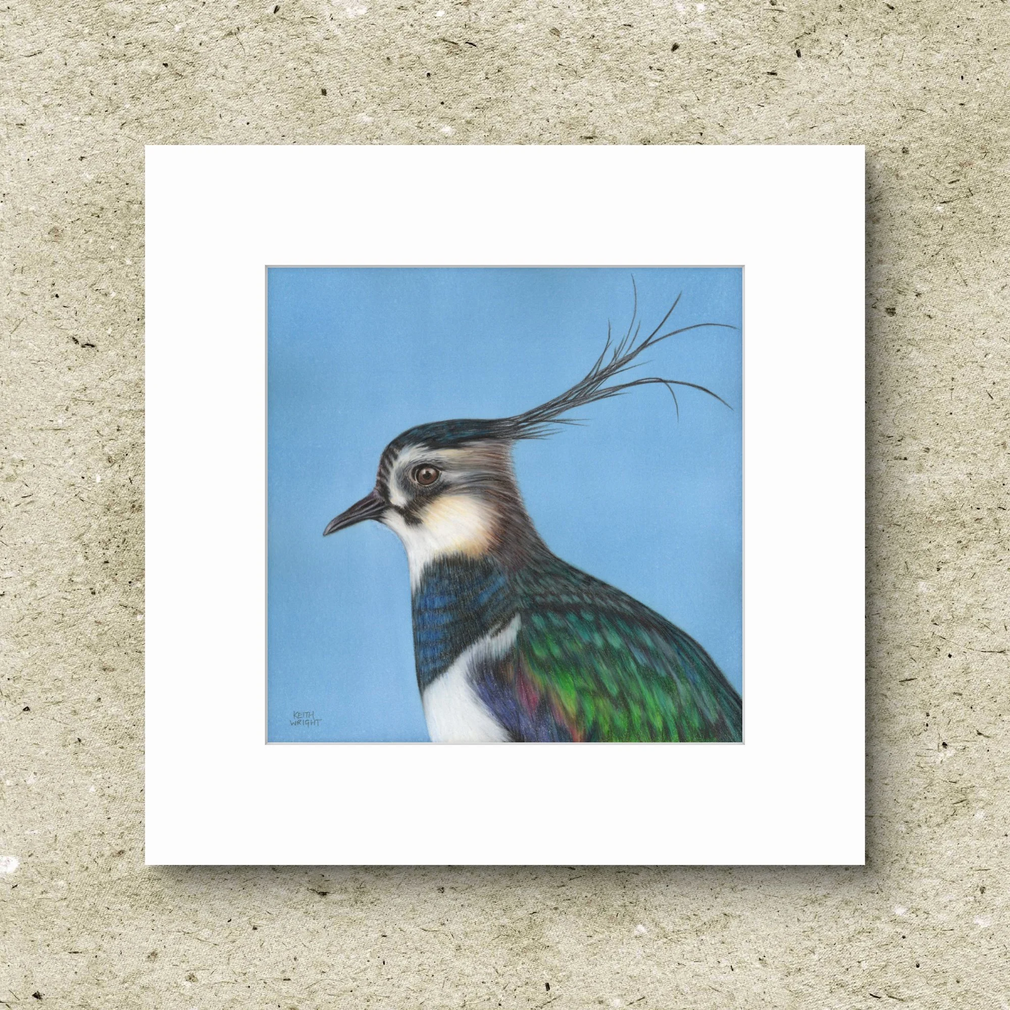 Lapwing Original.jpg