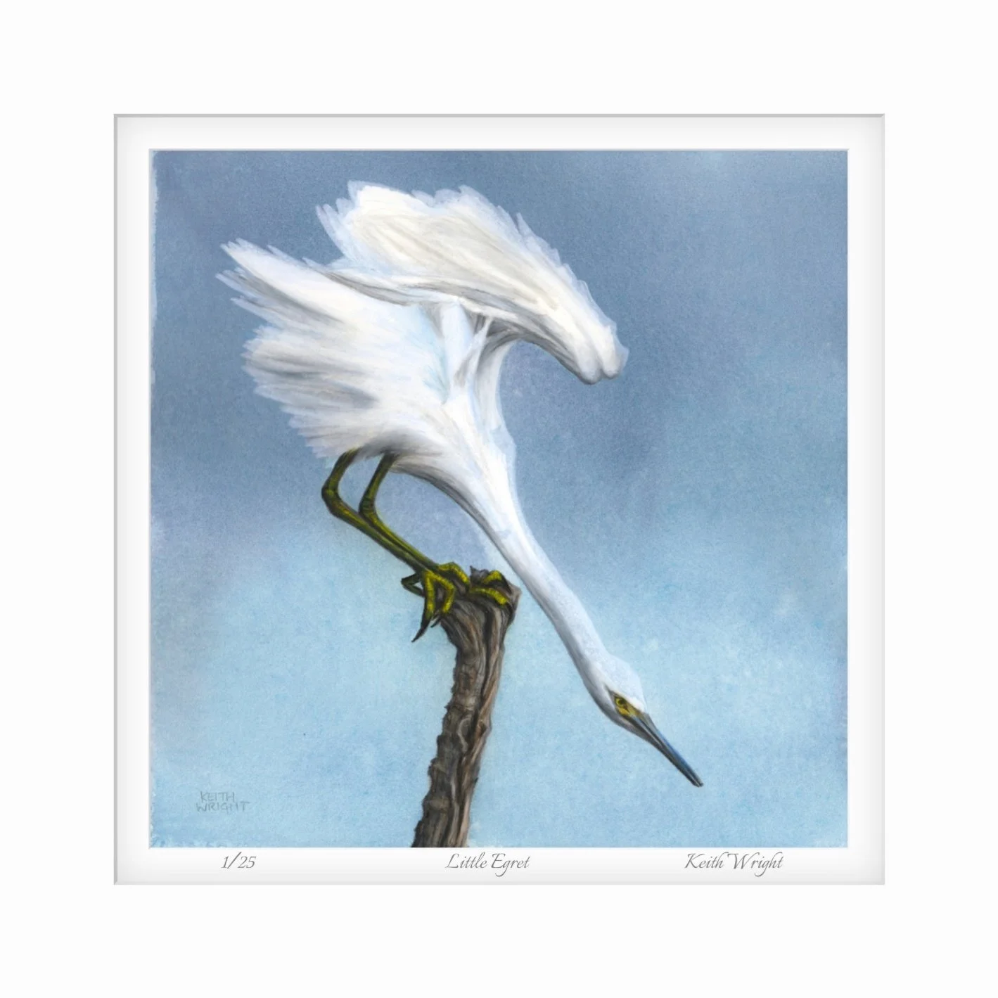 Little Egret Mounted Print Close Up.jpg