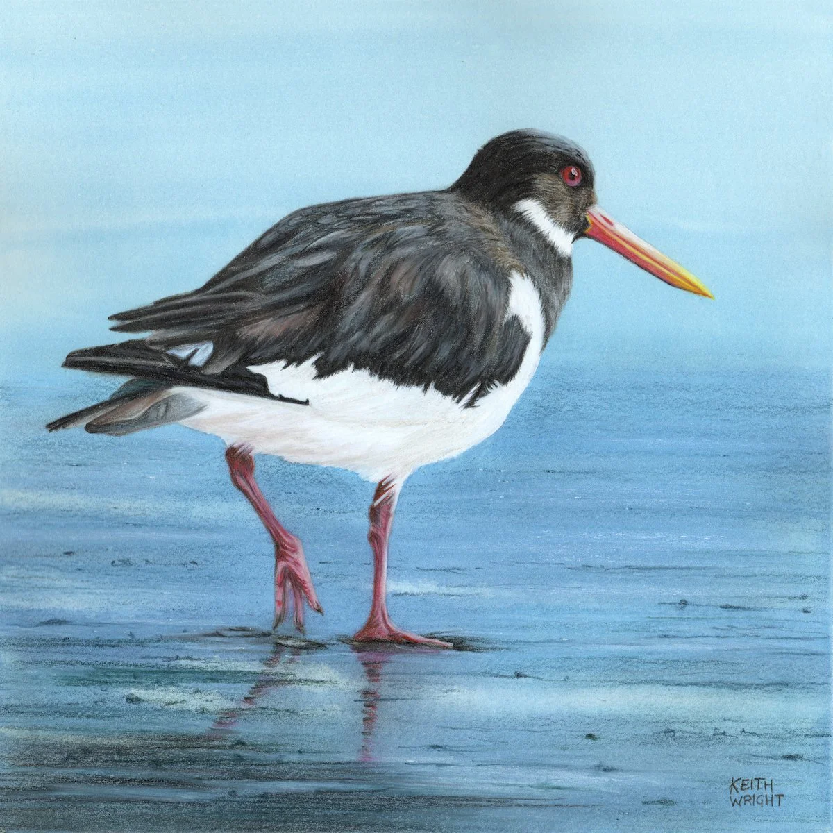 Oystercatcher. JPG copy.JPG