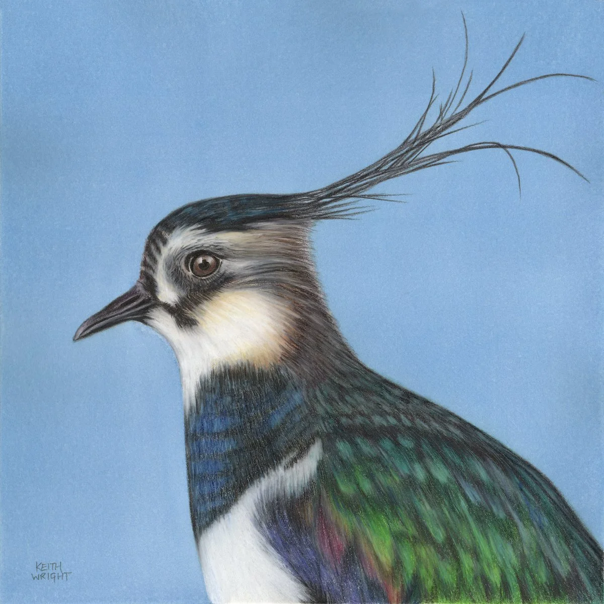 Lapwing copy.JPG