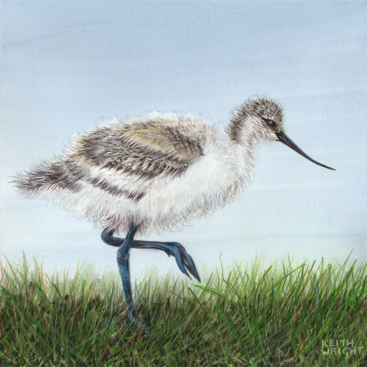 Avocet Chick copy.JPG